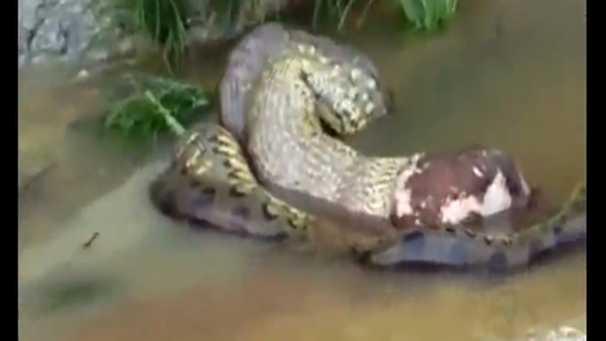 Se videon där ormen spyr upp sin föda - men känsliga läsare varnas.
